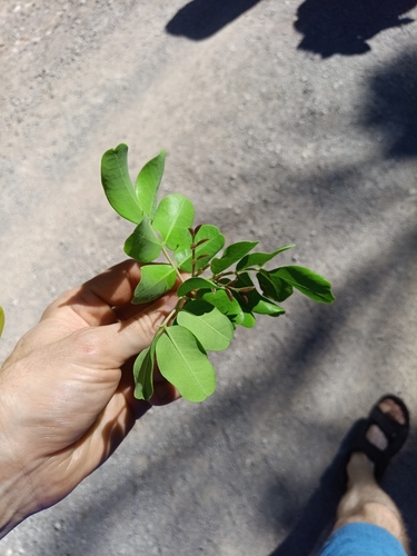 carob tree