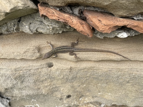 Italian Wall Lizard