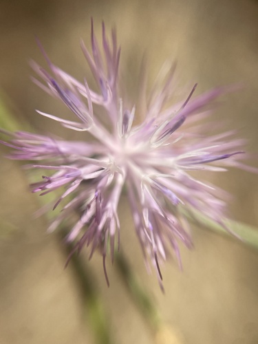 dagger flower