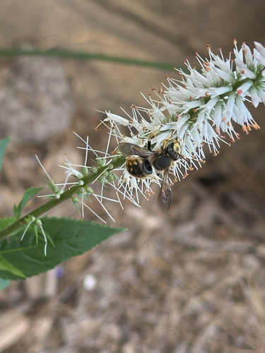 European Woolcarder Bee