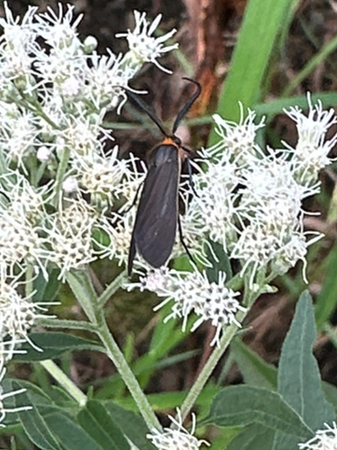 Yellow-collared Scape Moth