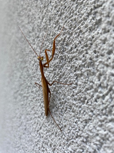 European Mantis