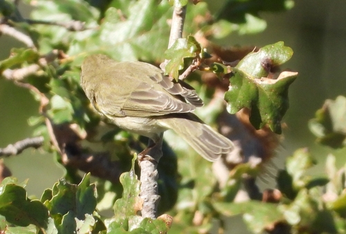 Willow Warbler