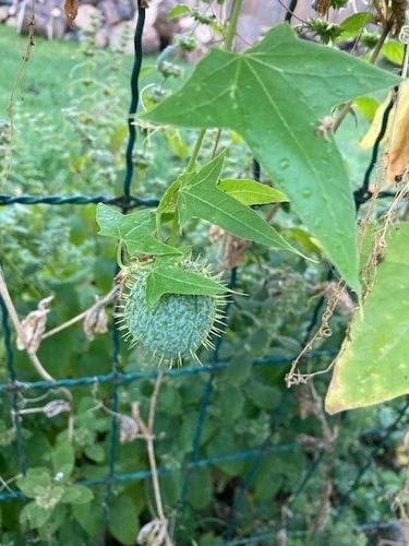 prickly cucumber