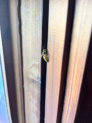 German Yellowjacket