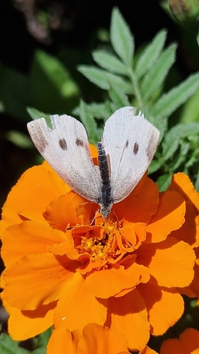 Small White