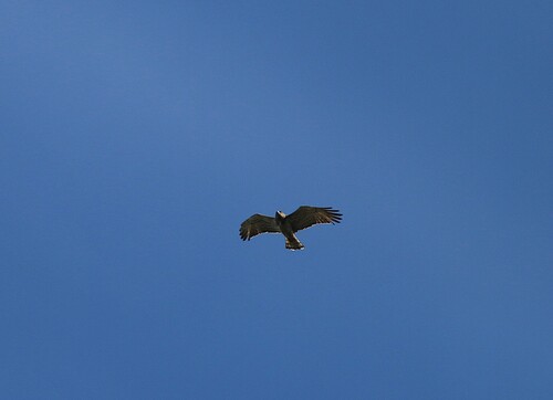 Short-toed Snake-Eagle