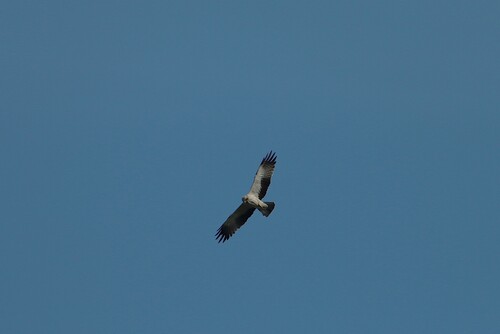 Booted Eagle