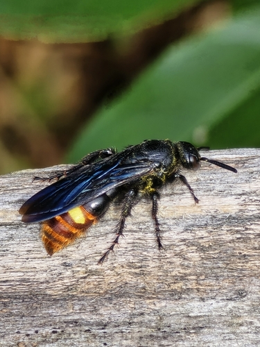 Blue-winged Scoliid Wasp