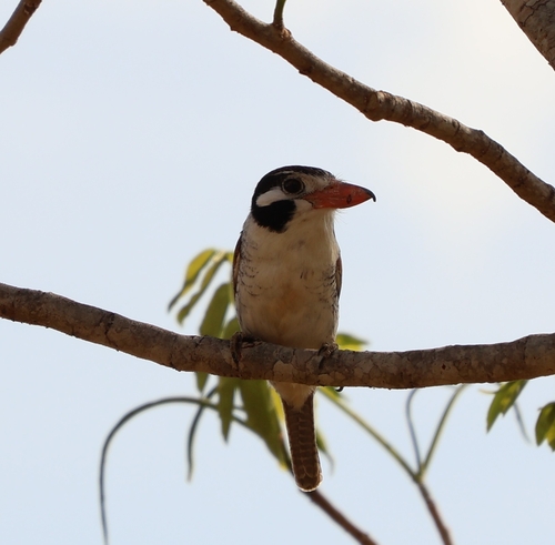 White-eared Puffbird
