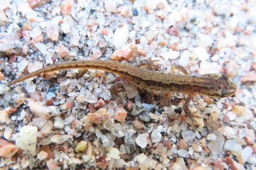 Smooth Newt