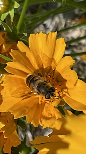 Common Drone Fly