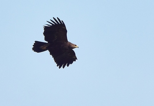 Lesser Spotted Eagle