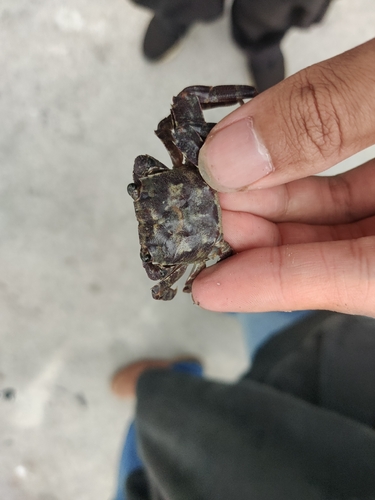 Mangrove tree-dwelling crab