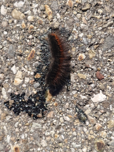Fox Moth