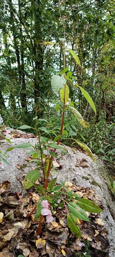 Himalayan balsam