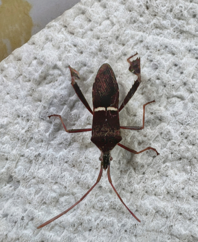 Eastern Leaf-footed Bug
