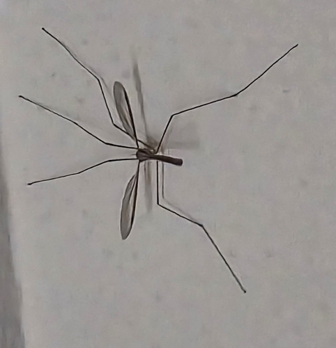 Marsh Crane Fly