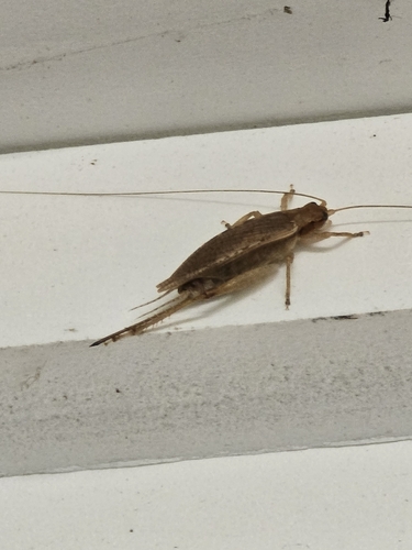 Jumping Bush Cricket