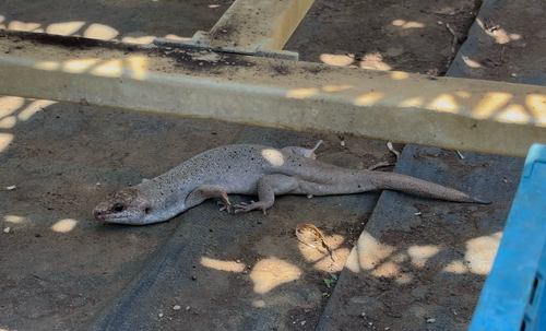 Round Island Ground Skink