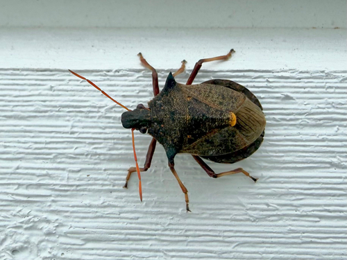 Spiny Shield Bug