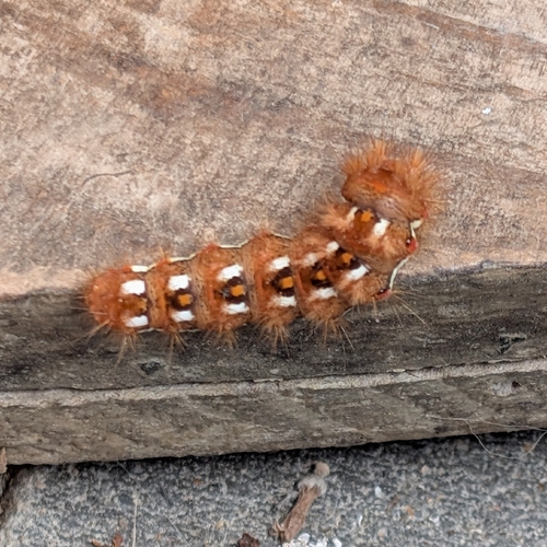 Knot Grass Moth