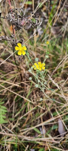Silvery Cinquefoil