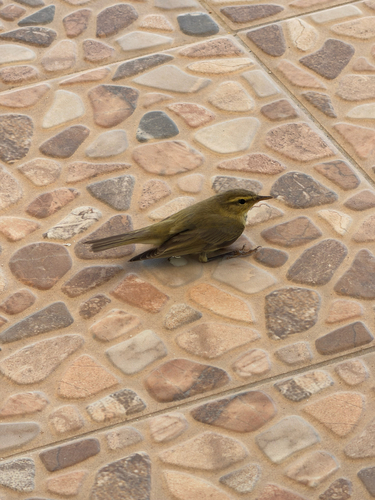 Willow Warbler