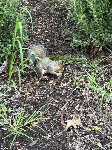 Eastern Gray Squirrel