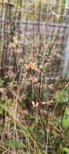 Sticky Catchfly