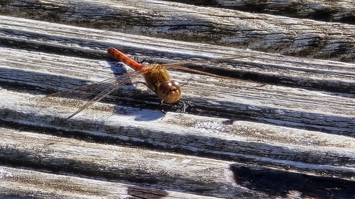 Common Darter