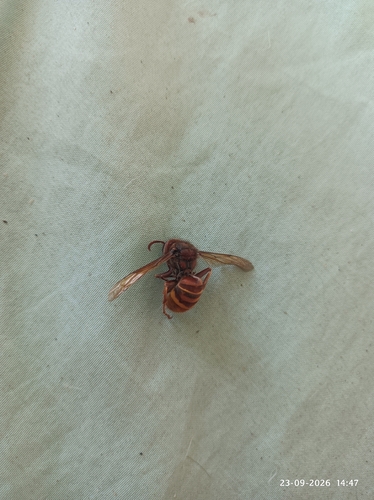European Hornet