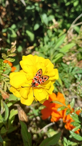 Chalk Burnet