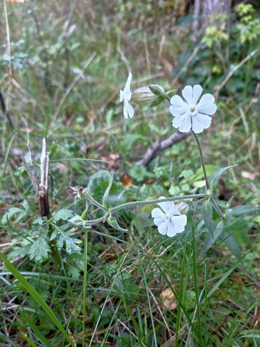 white campion