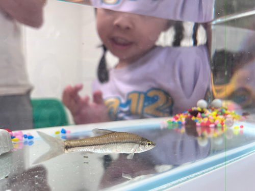 Topmouth Gudgeon