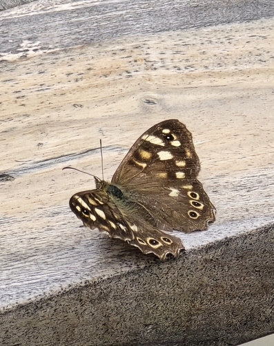Speckled Wood