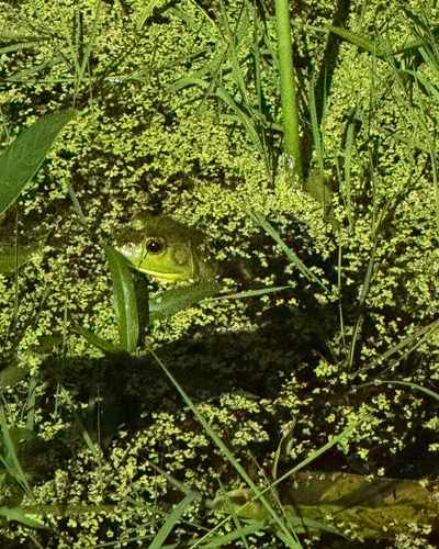American Bullfrog