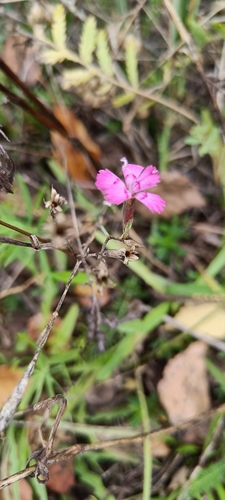 Maiden Pink