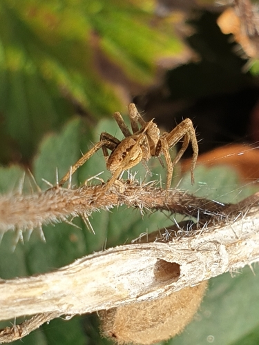 European Nursery Web spider