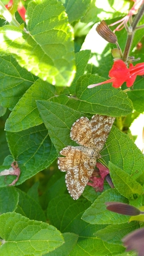 Common Heath