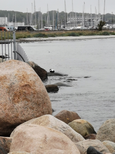 Common Eider