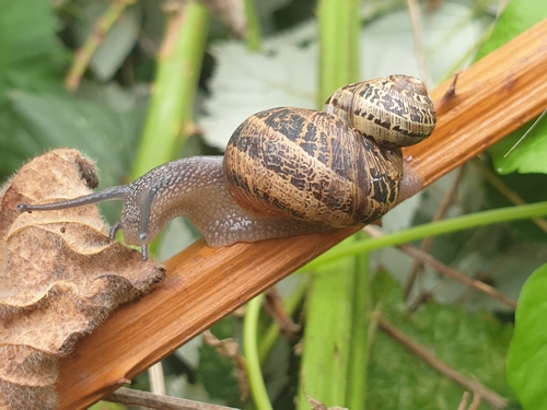 Garden Snail