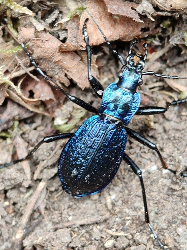 Blue Ground Beetle