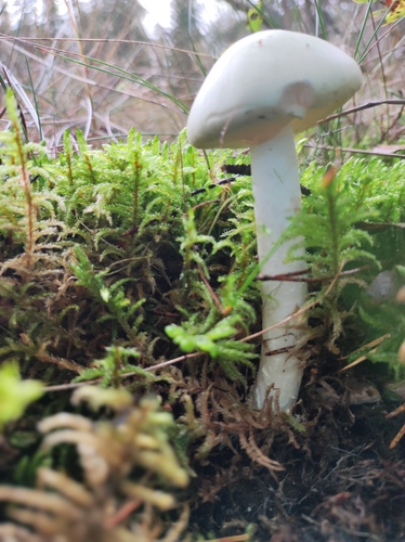 European Destroying Angel