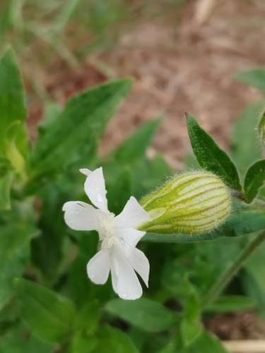 white campion