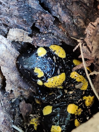 Fire Salamander
