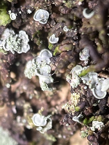 Elf Ears lichen