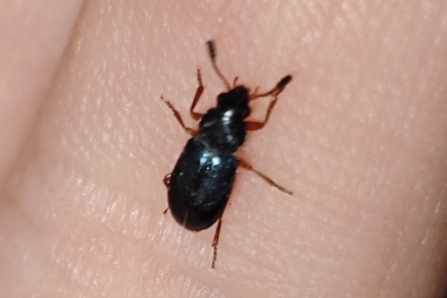 Red-legged Ham Beetle
