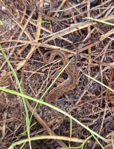 Smooth Newt