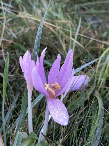 Autumn Crocus